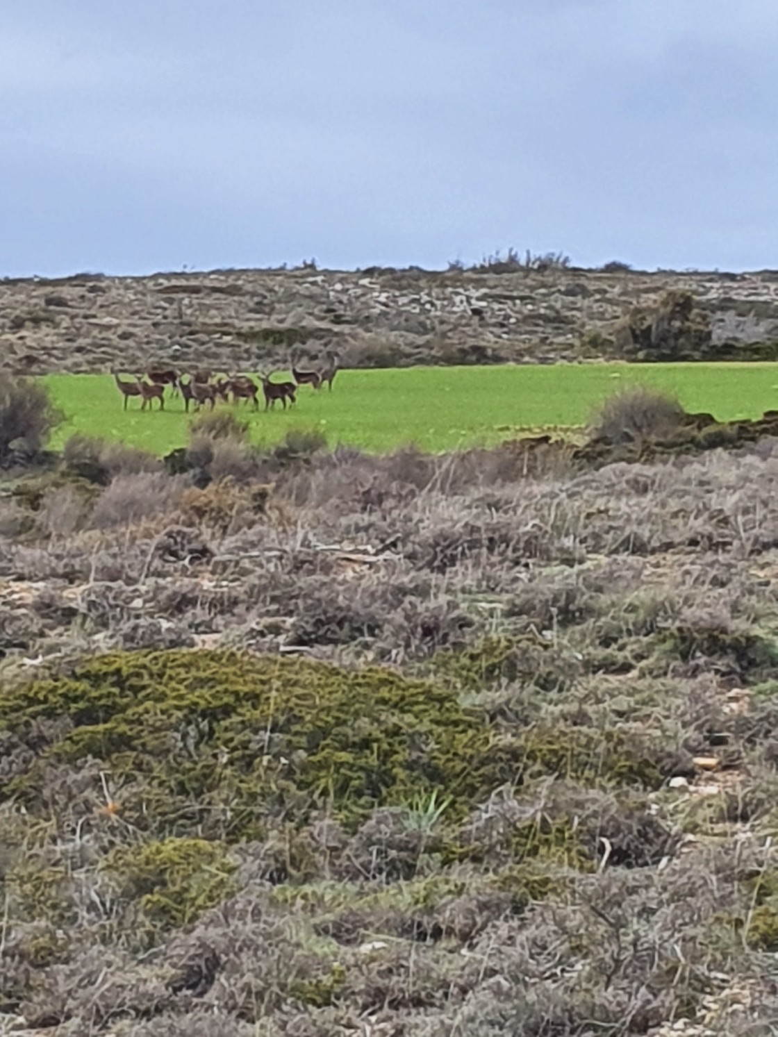 Medio Ambiente no repetirá las batidas excepcionales en los Montes Universales