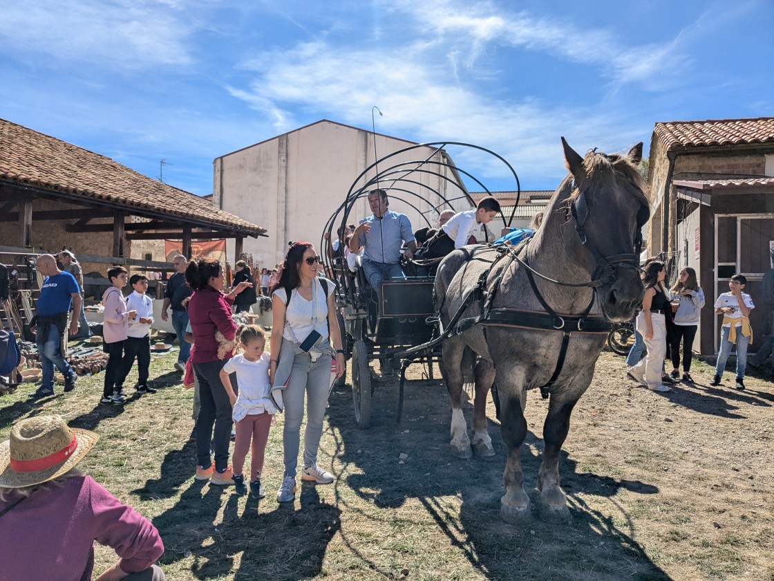 Los machos, burros  y caballos llenan del “sabor de antaño” el certamen de Orihuela