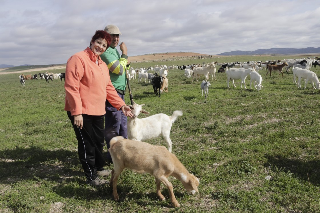 Entrecabritos recoge un nuevo premio a su trabajo mientras lleva el cabrito ecológico del prado al plato