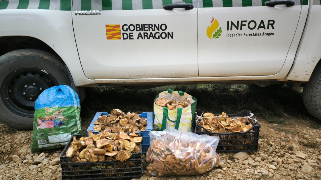 Cien denuncias y 275 kilos de setas incautados en los primeros días de la campaña micológica