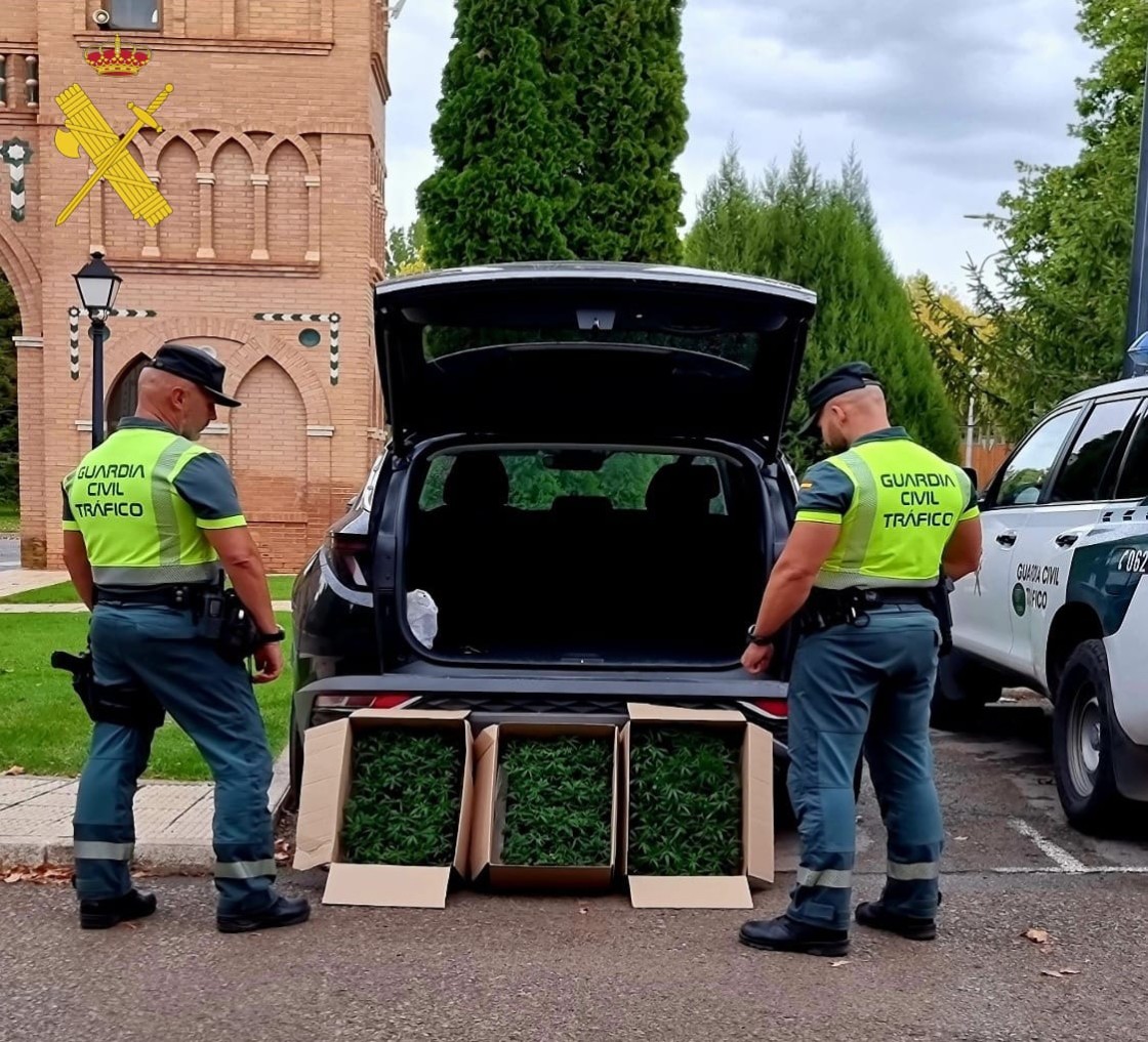 Dos detenidos en Teruel por transportar en su vehículo más de 300 plantas de marihuana