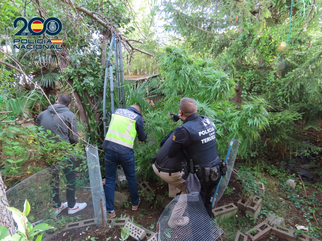 A prisión dos detenidos por cultivar marihuana en un chalé de Teruel donde se incautaron más de 50 kilos