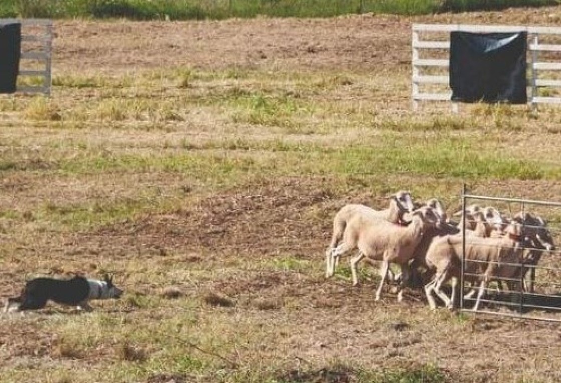 La Diputación Provincial colabora con el III Concurso de perros pastores de España en Valderrobres