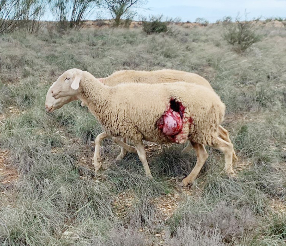 Un nuevo ataque compatible con lobo mata 33 ovejas de dos ganaderías en Castelserás