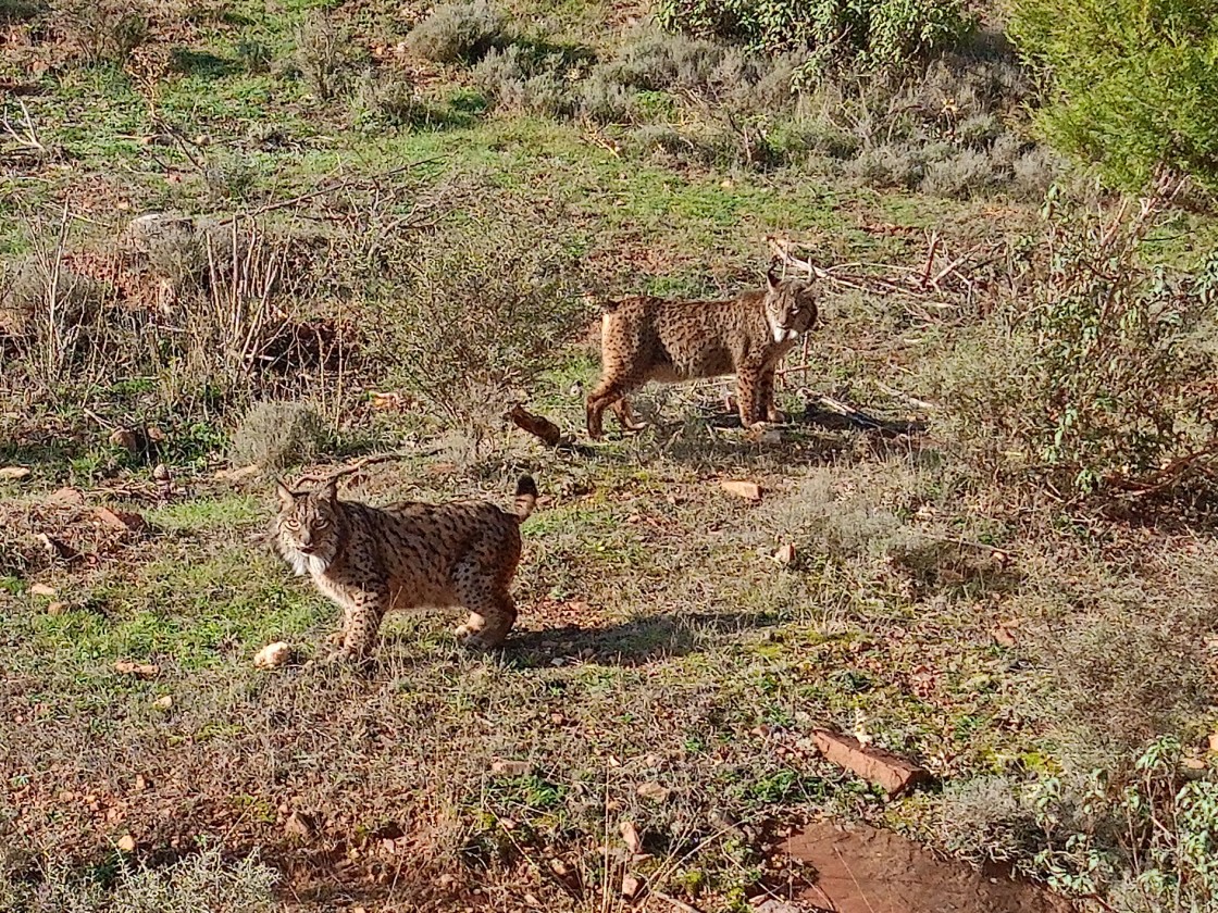 Una pareja de linces ibéricos llega al Parque de fauna La maleza en Sierra de Albarracín