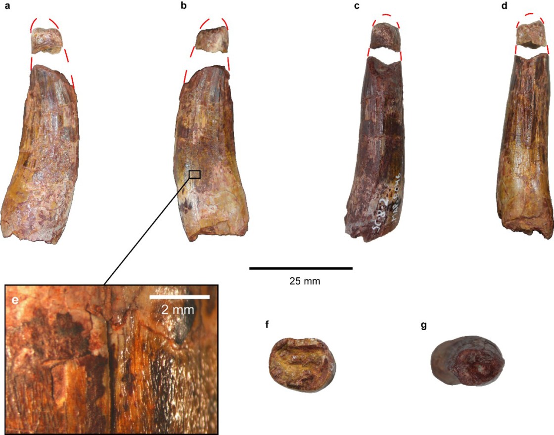 Dientes de espinosáuridos de Teruel revelan la presencia de dos grupos diferentes de estos dinosaurios carnívoros