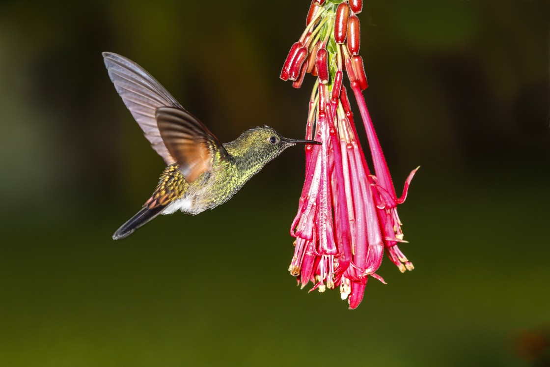 Colibrí