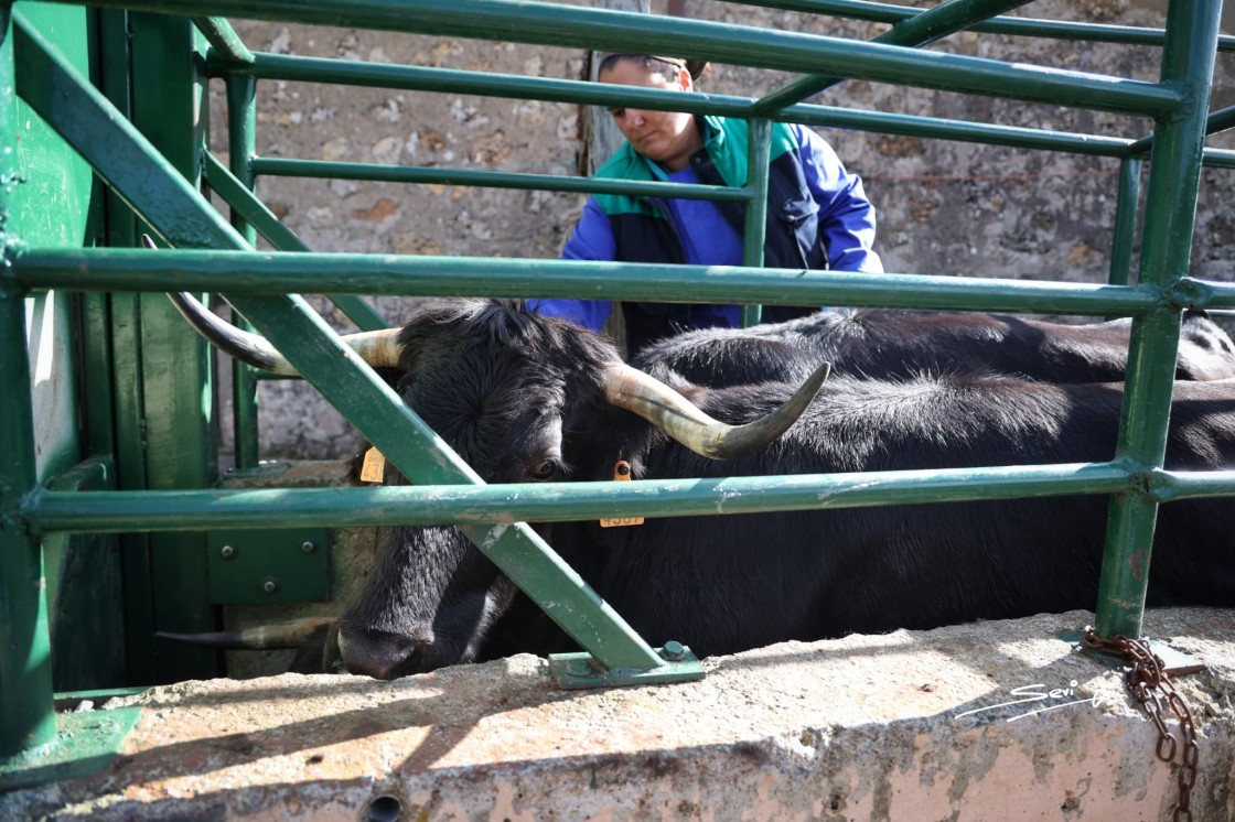 El saneamiento: primera etapa del viaje trashumante de los animales de la ganadería de Alicia Chico