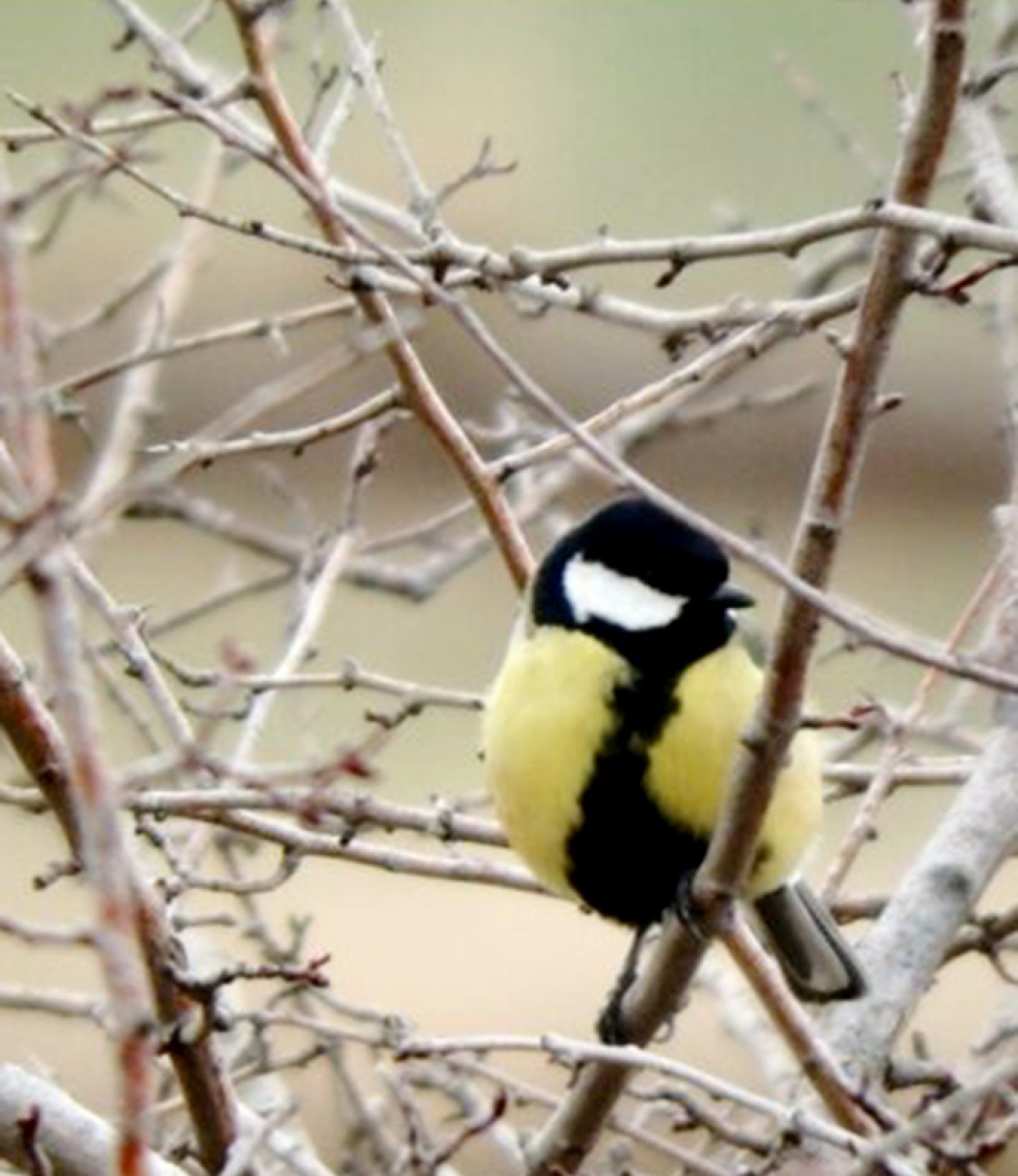 La última invernada en el Alto Alfambra mantuvo la cifra de aves del año anterior