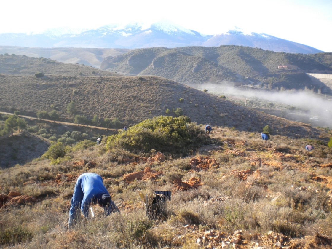 El Plan de Reforestación se activa en los montes de utilidad pública del municipio turolense de Aliaga y el zaragozano de Longares