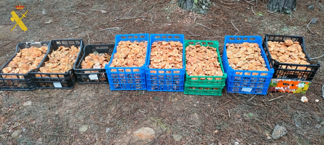 La Guardia Civil de Teruel, aprehende cerca de 64 kilos de rebollones en dos días entre Rubiales y Bezas