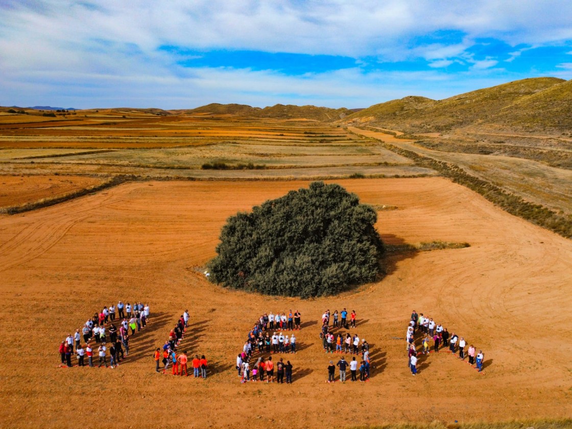 Tres carrascas de Teruel optan a ser el Mejor Árbol de España del año 2025