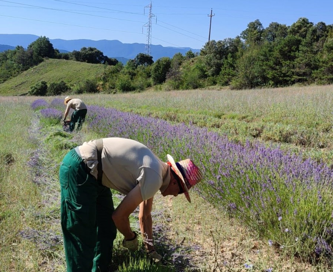 El CITA pone en marcha un proyecto que promueve la creación de una cadena de valor de las Plantas Aromáticas y Medicinales en la provincia de Teruel