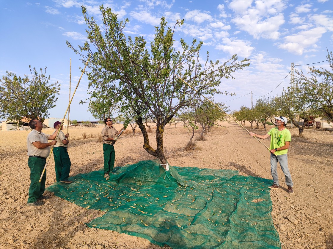 El CITA presenta los resultados del proyecto 'Viabilidad de sistemas mixtos de pastoreo de ovino y cultivo de almendros en condiciones de secano en Teruel'