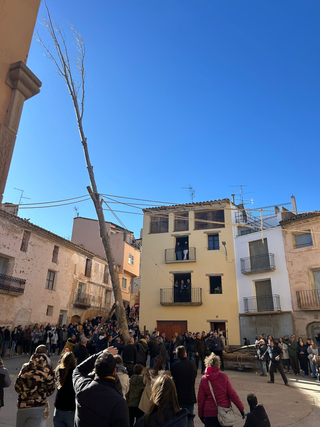 Castelserás alza el chopo para dar vida  a su monumental hoguera de San Sebastián