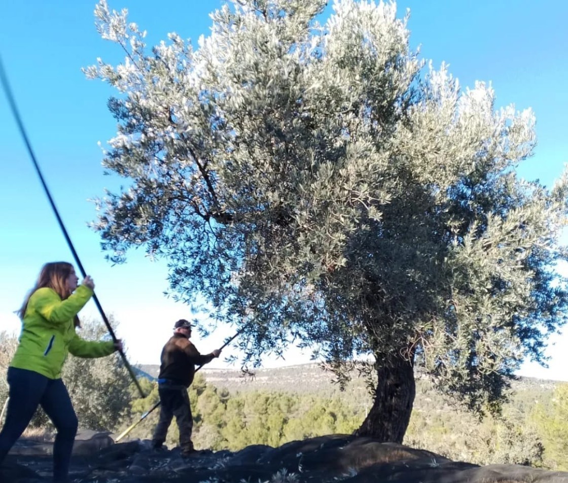 El Bajo Aragón afronta una “pésima” campaña de aceite, pero la DOP llega  a los 2 millones de litros