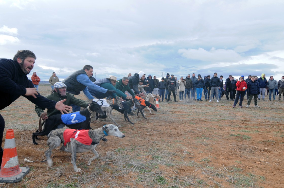 Los perros protagonizan parte del programa de  la XXIII edición de Captur