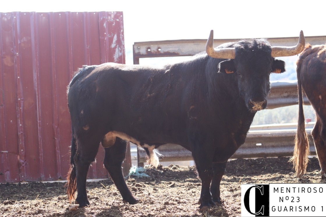 Tres toros de Hnos. Colomer, escogidos para el toro nupcial en Teruel