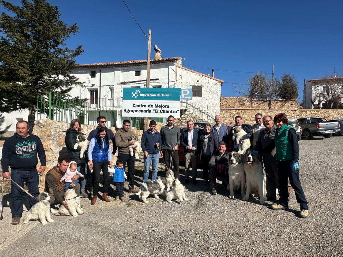 La Diputación de Teruel entrega nuevas crías de mastín del Pirineo de su programa de reproducción a ganaderos turolenses