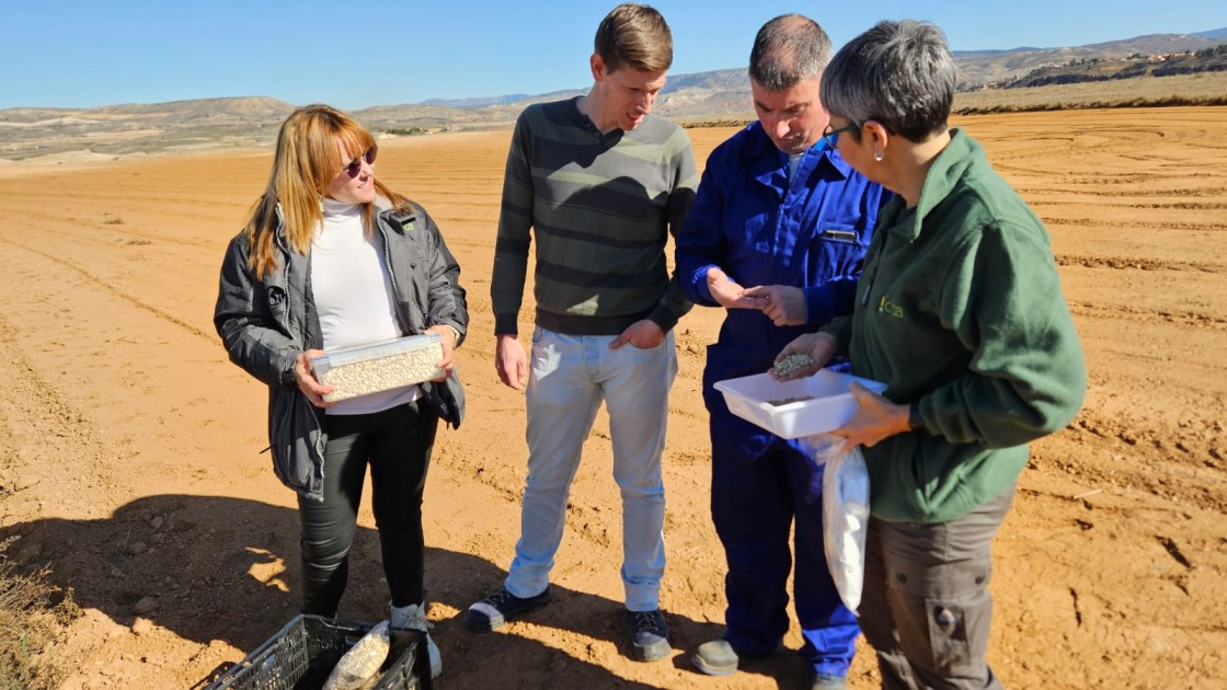 El proyecto Siembra Teruel ensaya variedades locales de almortas y lechugas