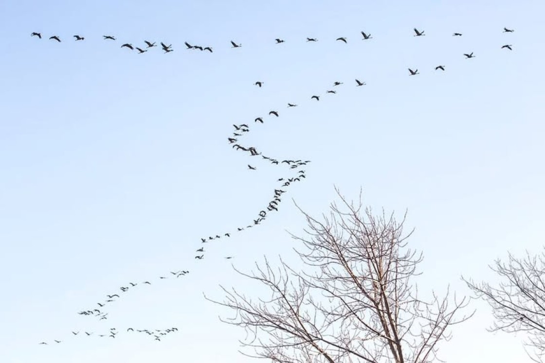 30.000 grullas abandonaron el domingo Gallocanta rumbo a sus lugares de cría, al norte de Europa