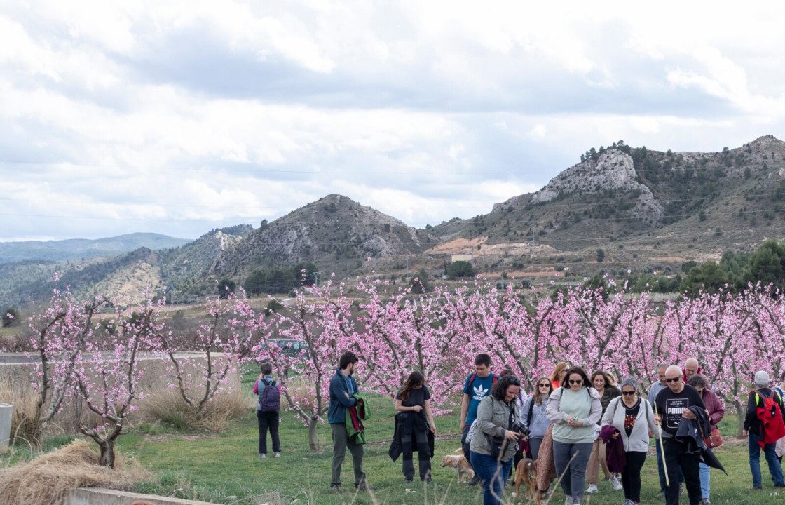 Regresa la floración de los melocotoneros en Calanda con una ruta el 15 de marzo