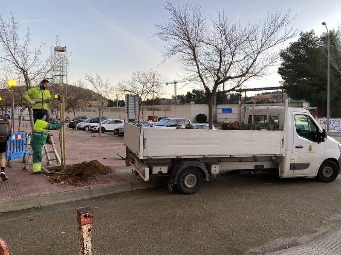 Más de 30 árboles sustituidos en Alcañiz durante la reposición