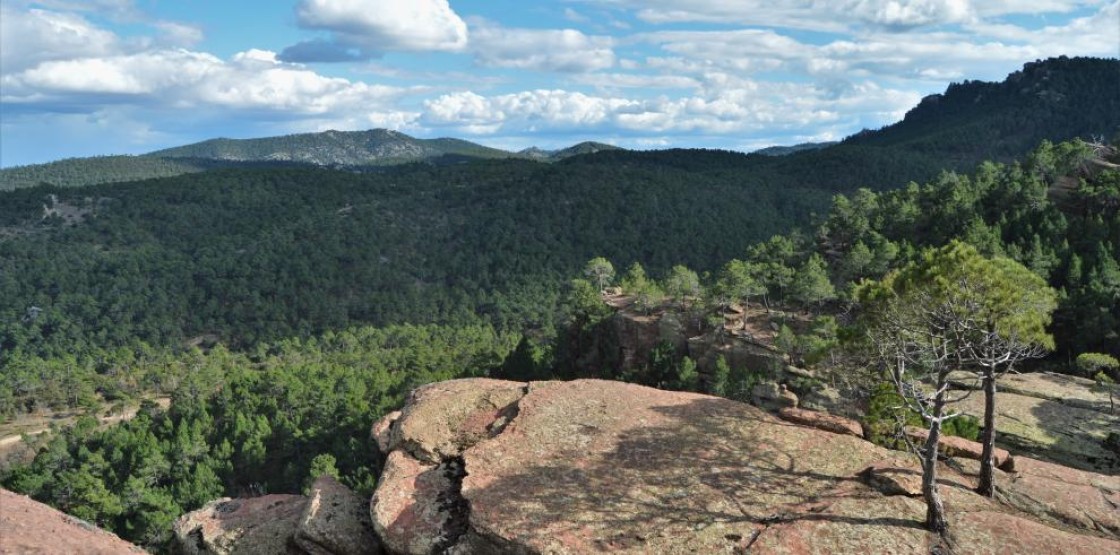 El Día Internacional  de los Bosques regresa  a los Pinares de Rodeno