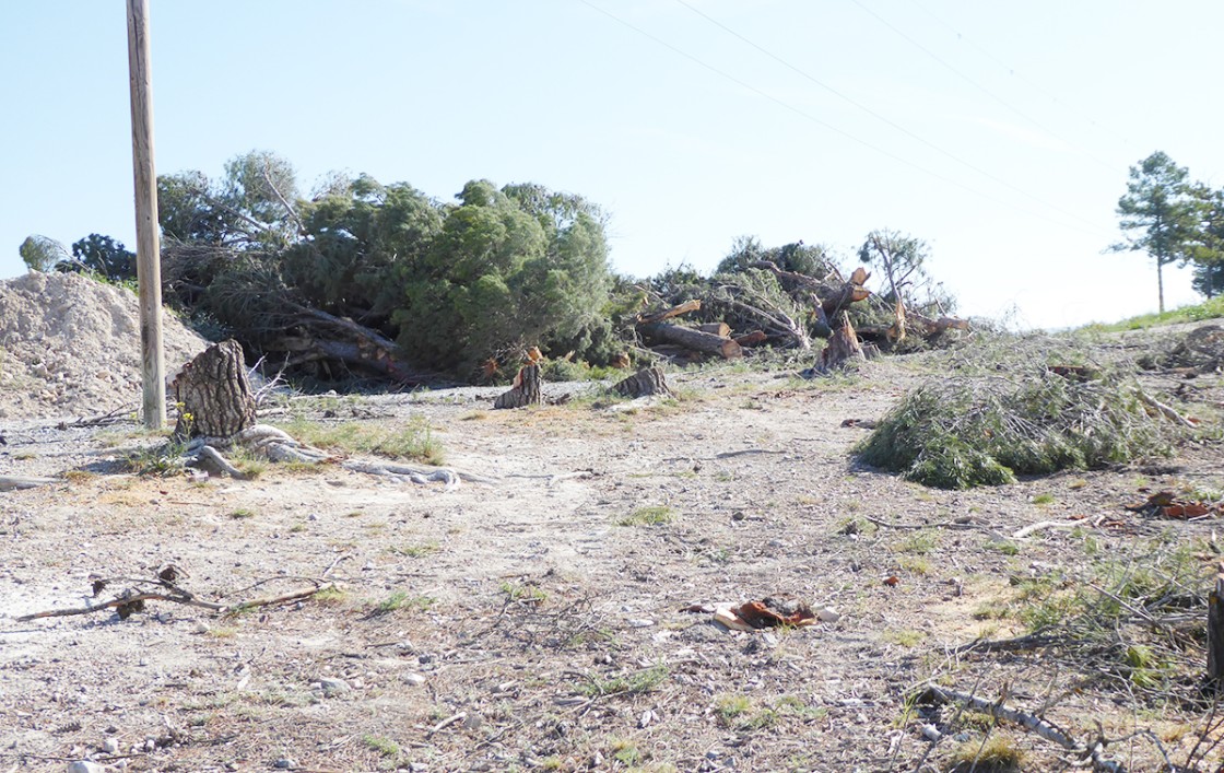 Comienza la tala de árboles para la construcción de los accesos al nuevo Hospital de Teruel