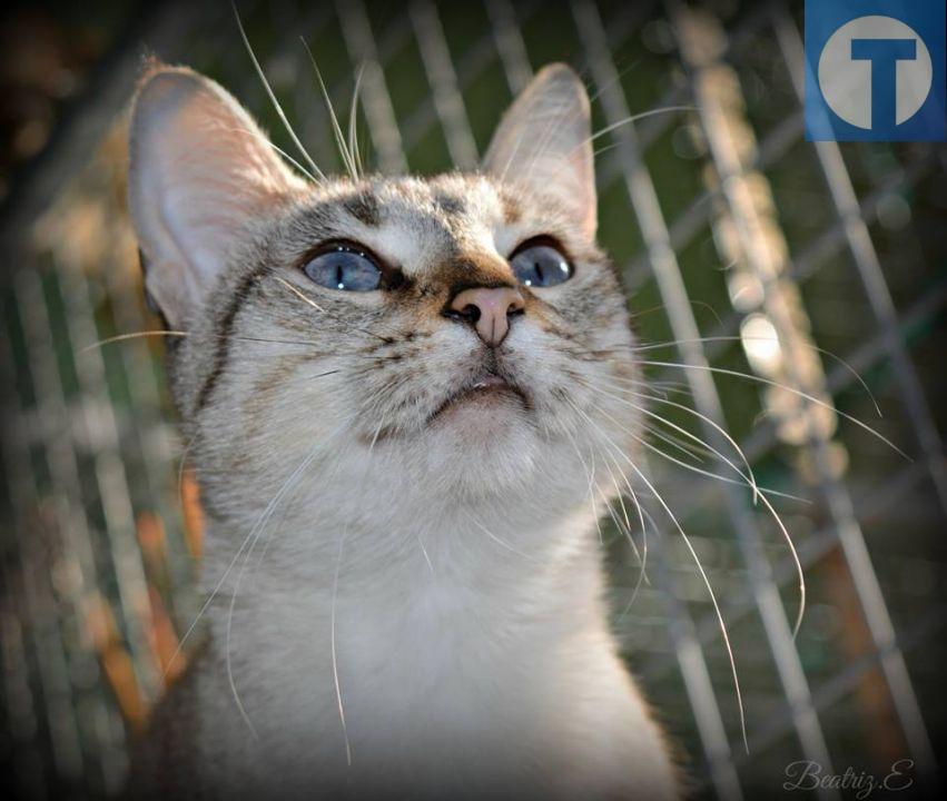 Luna, la calma, la paz y la tranquilidad hecha gata