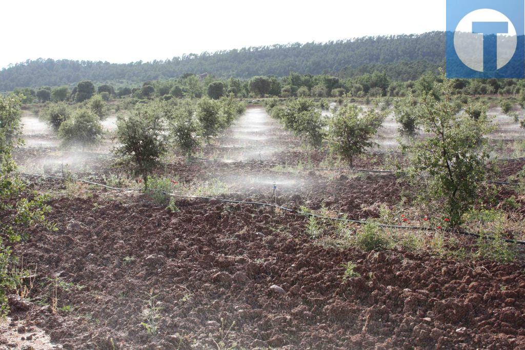 El Consejo de Gobierno aprueba 8 millones de euros para la creación del regadío social para producción de trufa en Sarrión