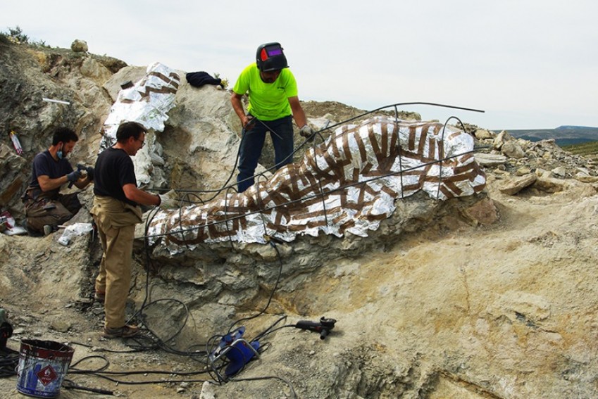 Recuperada en Camarillas una columna vertebral de más de cinco metros de un enorme dinosaurio de unos 145 millones de años de antigüedad