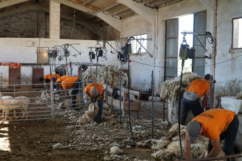 La campaña de esquileo de ovejas concluye con la mejora de la situación sanitaria