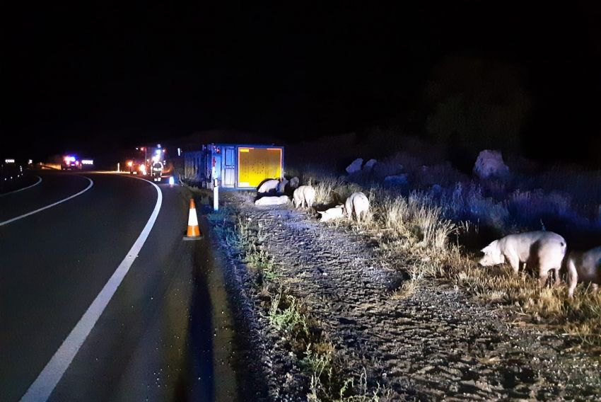 Un camión cargado con cerdos vuelca en la N-211 en Pozuel del Campo