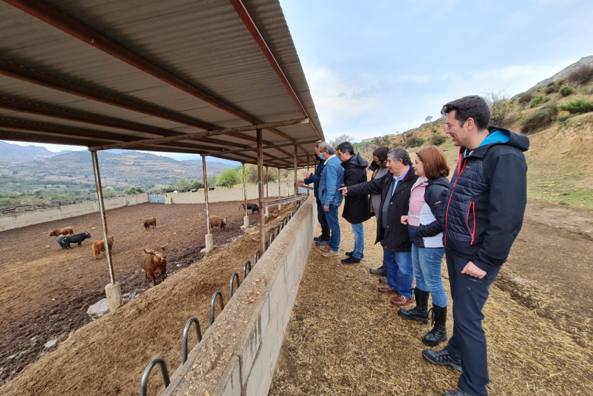 Seleccionados los toros que se correrán en la Vaquilla del Ángel