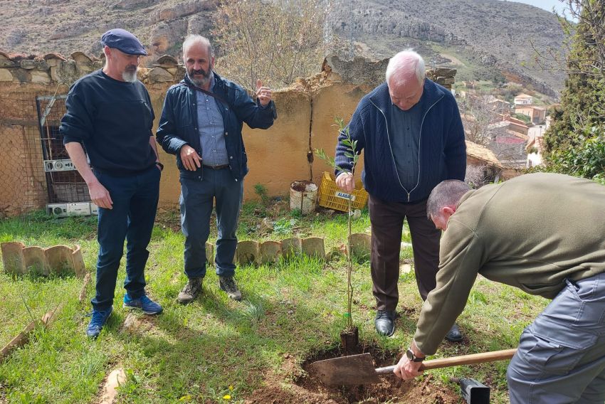 Los olivos de Oliete se hacen un hueco en la tierra de la Era del Tío Cesáreo en Bueña