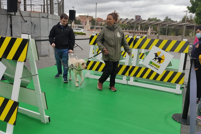 Los labradores Lowy y Anuk muestran su trabajo como perros guía en una exhibición en La Glorieta