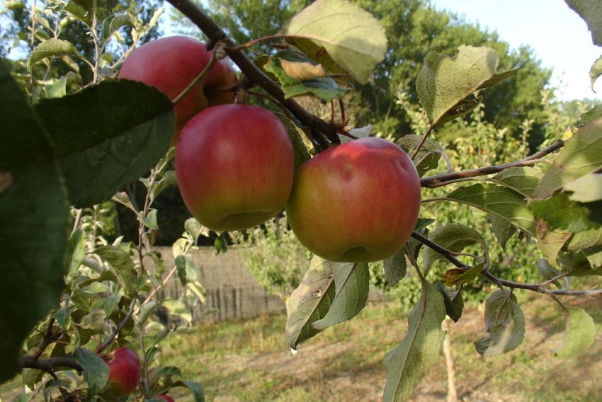 Teruel, escenario de los avances en la adaptación de los frutales al cambio climático