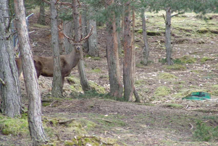 El Gobierno de Aragón mejora las compensaciones por la Reserva de Montes Universales y la de Masías de Ejulve