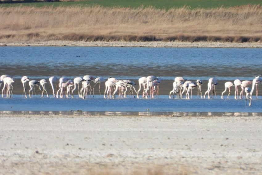 El vaso de la Laguna de Gallocanta presenta su mejor estado ecológico de los últimos 30 años