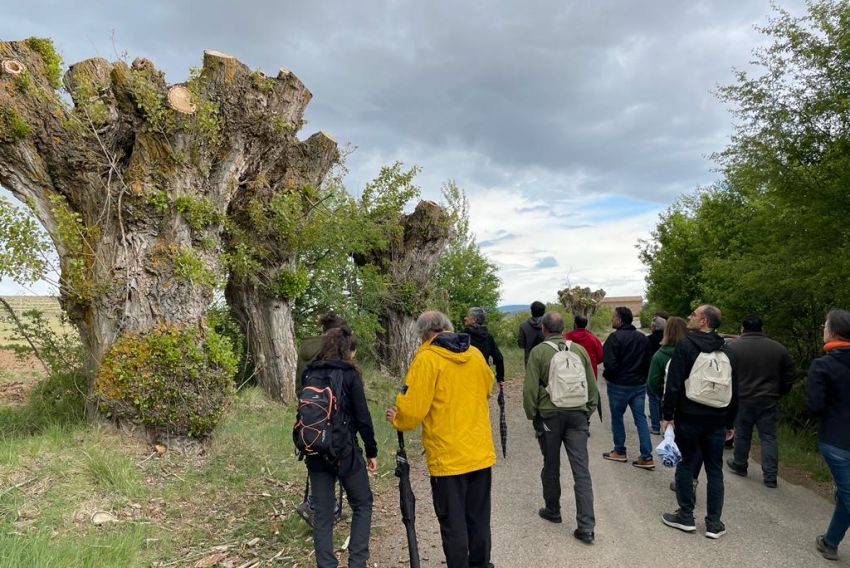 Los retos de la gestión forestal de los chopos cabeceros se analiza con un curso de la UVT