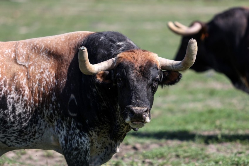 Peñajara de Casta Jijona: el encaste único que tiñe de color la dehesa brava y de bravura las plazas de toros