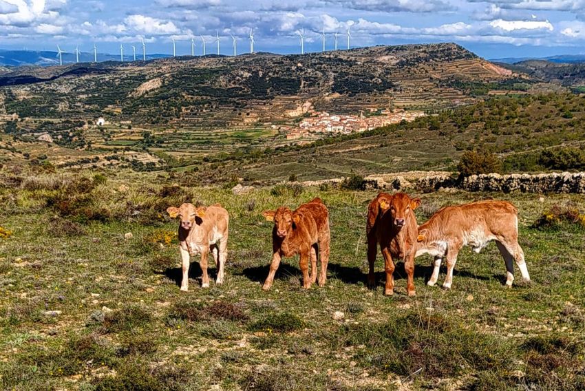 Los alcaldes de Portell, Cinctorres y Morella se oponen al paso de la línea MAT