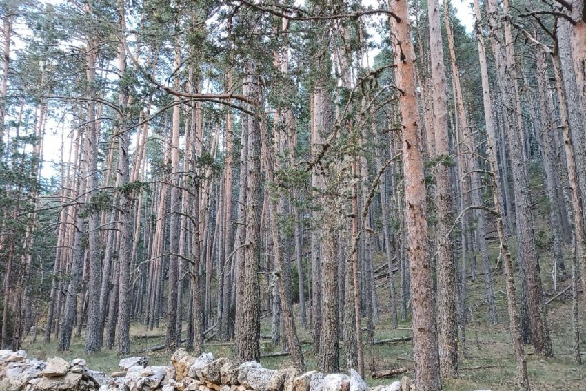 El proyecto Mosqueruela-Biofor, financiado con fondos europeos, inicia su andadura