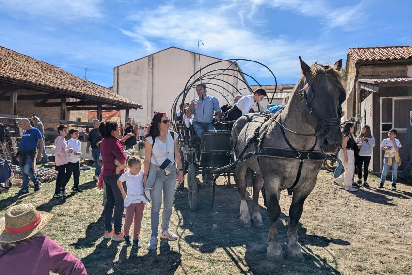 Los machos, burros  y caballos llenan del “sabor de antaño” el certamen de Orihuela