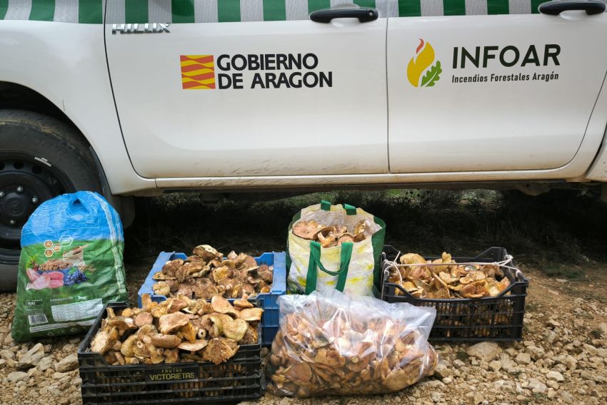 Cien denuncias y 275 kilos de setas incautados en los primeros días de la campaña micológica