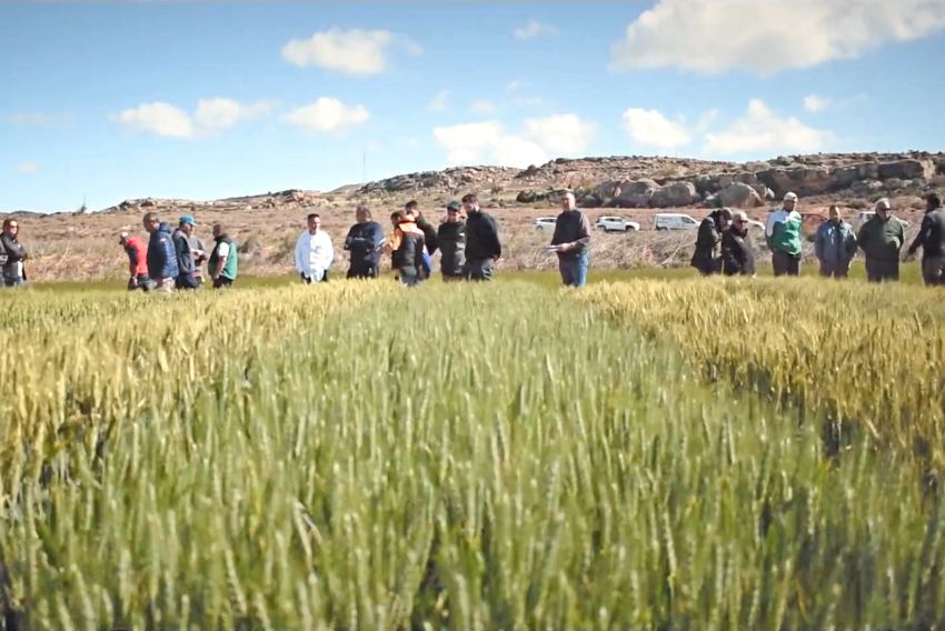 La producción de cereal desciende un 68,3 % respecto a la media de los últimos 5 años