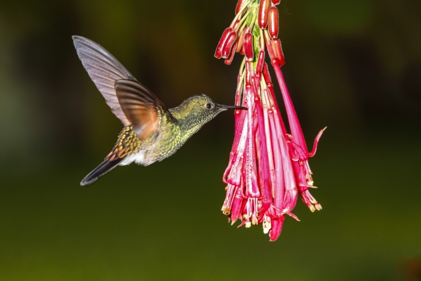 Colibrí