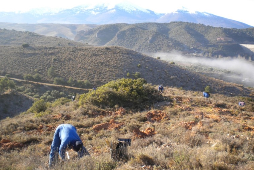 El Plan de Reforestación se activa en los montes de utilidad pública del municipio turolense de Aliaga y el zaragozano de Longares