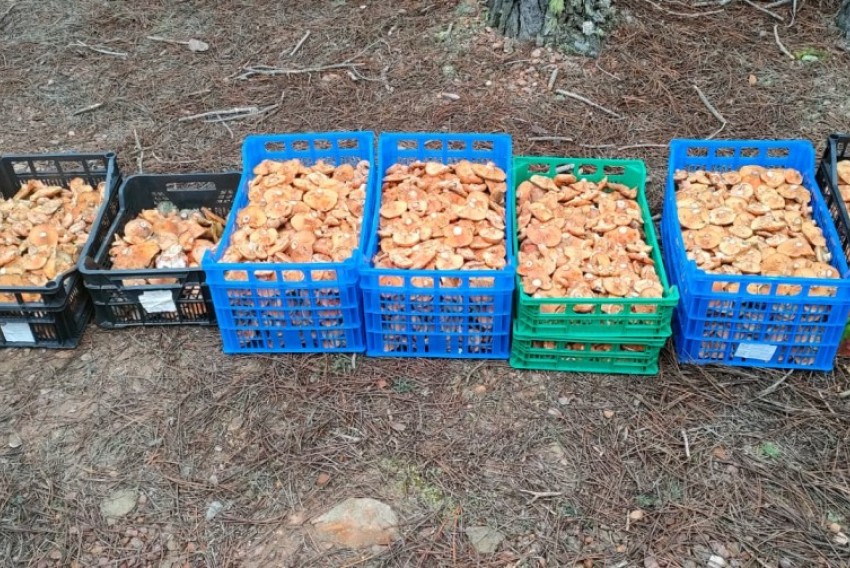 La Guardia Civil de Teruel, aprehende cerca de 64 kilos de rebollones en dos días entre Rubiales y Bezas